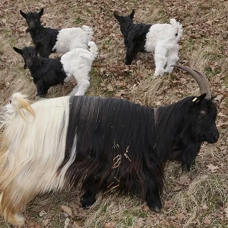 Lejlighed Haus Suedblick Zell am See