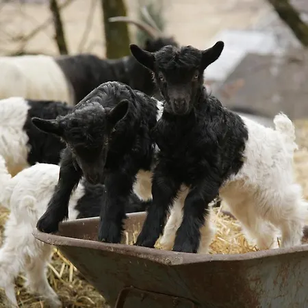 شقة هاوس سودبليك زيل أم سي