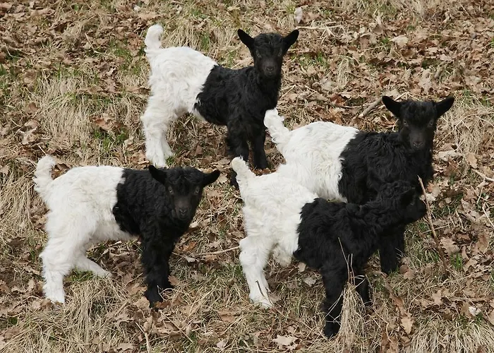 Haus Suedblick Apartament Zell am See