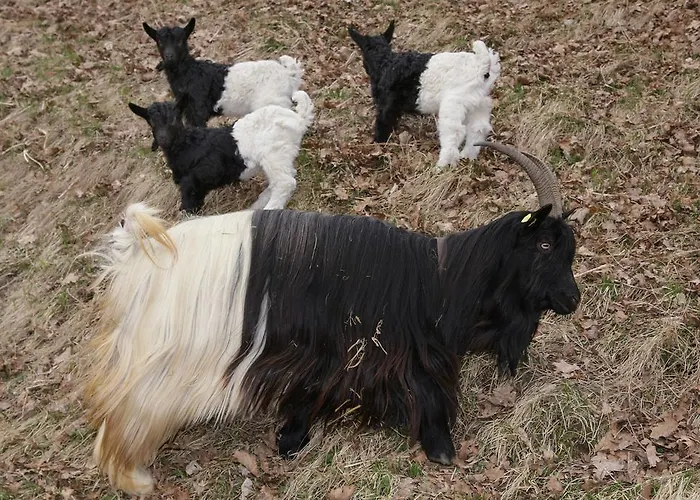 Apartamento Haus Südblick Zell am See