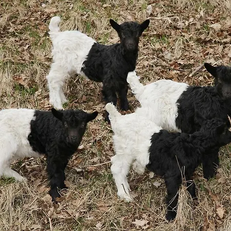 Haus Sudblick Apartment Zell am See