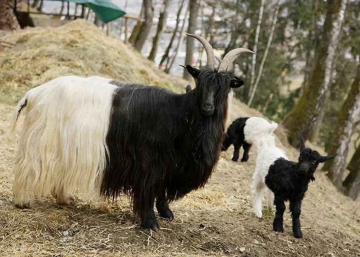 Apartment Haus Sudblick *